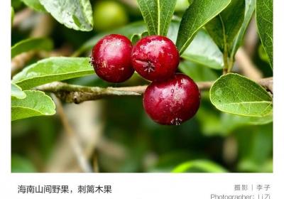 在海南捡野果，童年DNA动了！