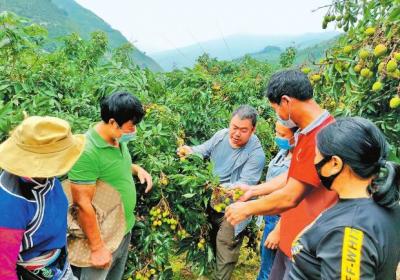 走基层•看一线｜屏边：科技打开致富门 荔枝飘香日子甜