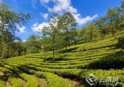 临沧永德：“院坝协商”破局茶产业困局