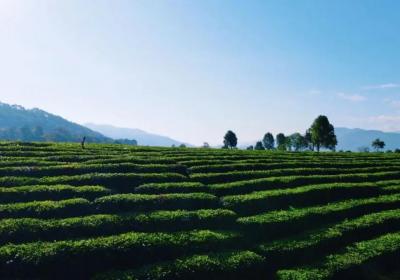 旅居云南丨 茶林漫卷 日光与茶香共枕一夏