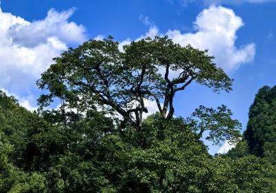 时隔70多年 广西再次发现极度濒危植物滇桐
