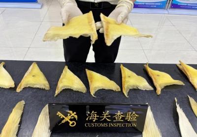拱北海关在九洲港口岸查获一批濒危鲨鱼翅