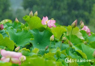 有一种叫云南的生活 | 雨润荷香满茶乡