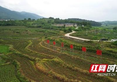 世上仅存三千亩！湖南新田陶岭三味辣椒开启鲜采季