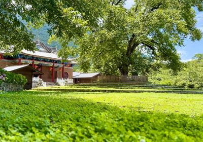 云南光明村：古核桃林里的乡村振兴样本