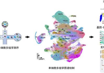 我国科学家构建全球首个水稻多器官单细胞多组学图谱