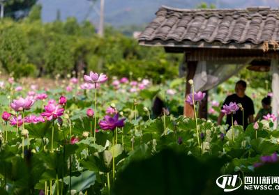 峨眉山下荷花俏 赏荷打卡正当时｜镜观四川