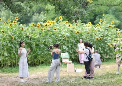 北京城区最大向日葵花海进入盛放期