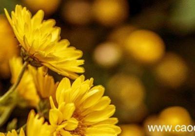 宁可枝头抱香死不曾吹落北风中的意思是什么 宁可枝头抱香死