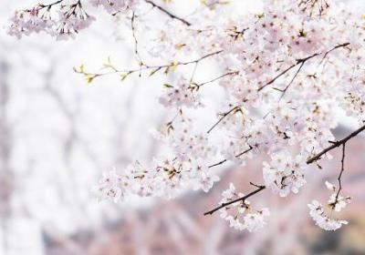 常州市春季赏花去哪里常州春季赏花攻略