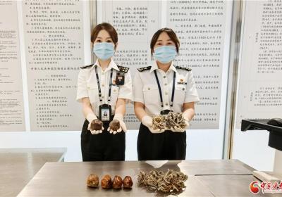 兰州海关查获外来入侵风险物种330余颗株