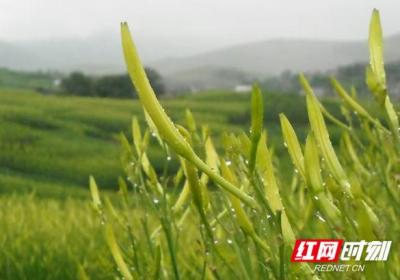 东安：青年返乡拓新路 30亩花田绽富机