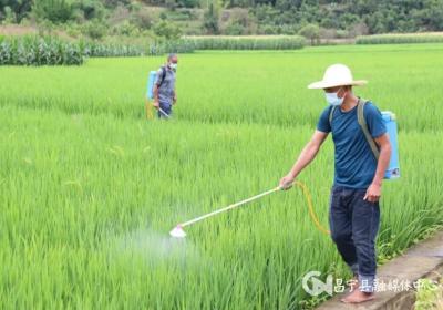 保山昌宁：农业绿色发展成效明显