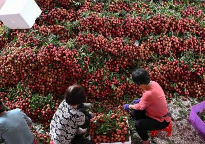 壳煮水能去火 荔枝真的自带“上火解药”？