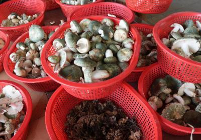牛王争霸、阿诗玛美食季……石林火把节丰富活动等你来