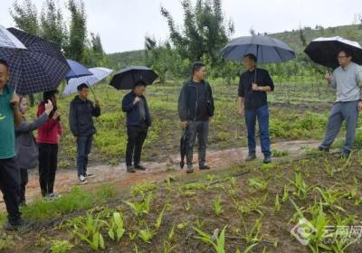 云南巍山：“院坝协商”议“药”方 破解产业融合难题