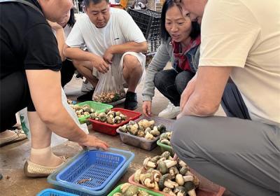 春城盛夏菌香浓 昆明野生菌经济引来八方客