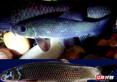 守护“沅水精灵”湘华鲮：湖南近二十年攻关，实现生态保护与产业反哺双赢