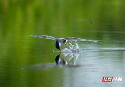 组图丨湖南岳阳：盛夏洞庭 鸥影翩跹