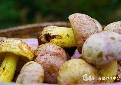 保山昌宁：“林 ”模式为乡村振兴增添新绿动