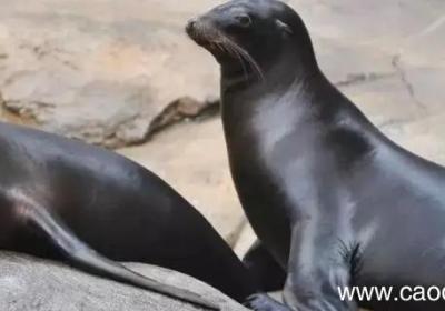 海狮为什么游泳比游艇快