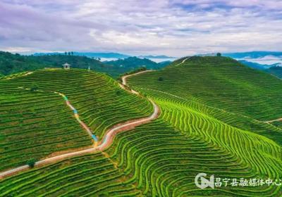保山昌宁：人才赋能 小茶叶蝶变大产业