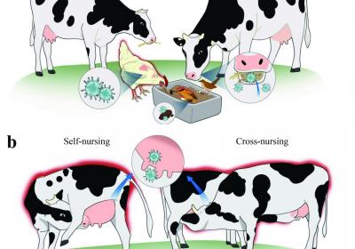 我国学者对美国奶牛H5N1流感大暴发提出科学应对策略