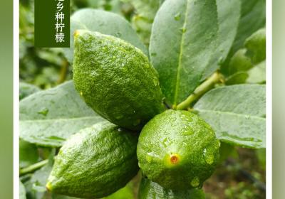 “90后”返乡种柠檬，太香了！丨在云南样样好