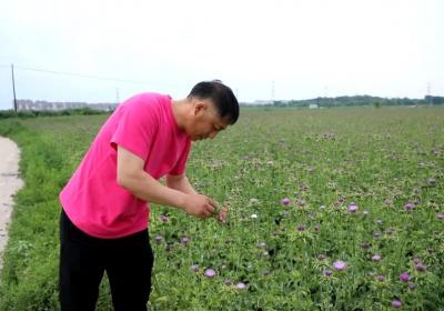 农民闫大雷的新“致富经”