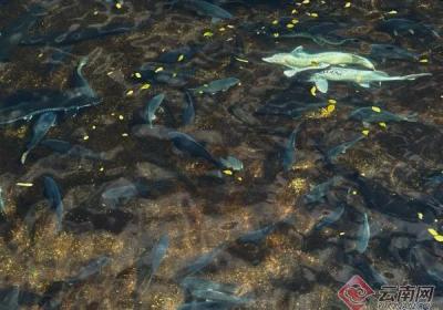 昆明禄劝：峡谷冷水鱼“跃”出富民路