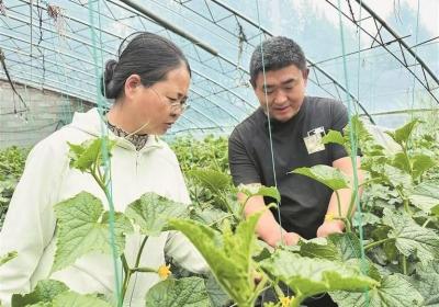【锲而不舍落实中央八项规定精神】三级包联直通田间 科技赋能乡村振兴