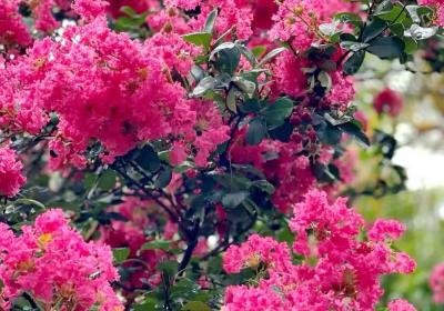 云县夏日限定：紫薇花绘就梦幻画卷