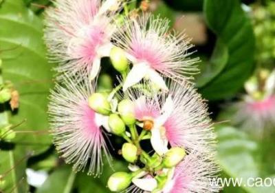 全球哪里有玉蕊花