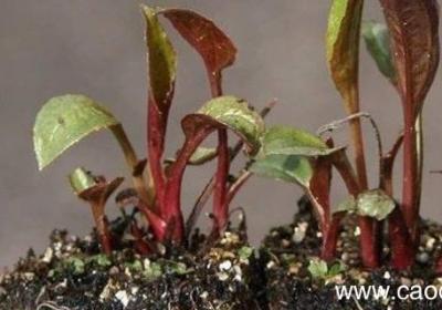 新植物是新植株吗