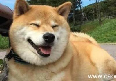 柴犬能吃高粱馍吗