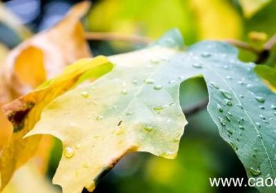 秋天的雨是一盏明灯是什么意思