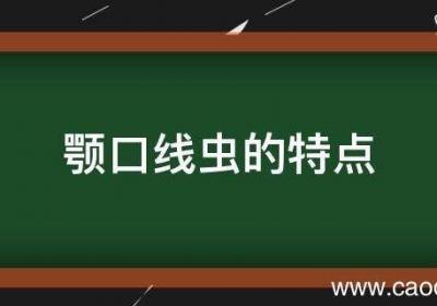 颚口线虫的特点