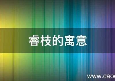 睿枝的寓意