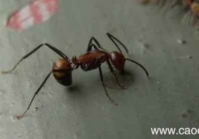 弓背蚁的特点