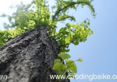 2022五年级新学期英语学习计划