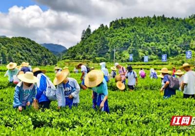 湖南常宁：茶园变课堂 学生采茶忙