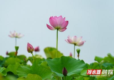 永州冷水滩：夏日荷韵浓组图