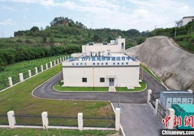 创亚洲新纪录 中国基因编辑猪肾移植患者跨越100天生存关