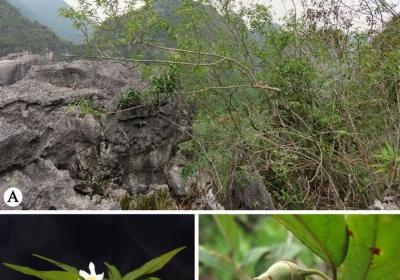 广西发现安息香属植物新种“崇左安息香”