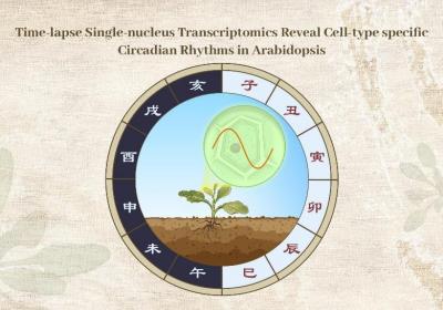 科学家绘制植物单细胞“十二时辰” 昼夜节律图谱