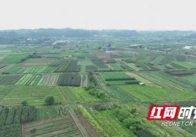 衡阳县：时令果蔬争“鲜”上市 农旅融合助力乡村振兴