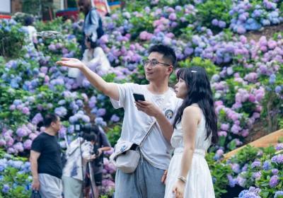 云南昆明：绣球花开夏日美