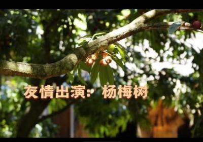 宁波杨梅树居然是《长安的荔枝》的“客串演员”？