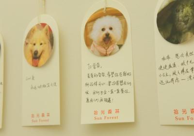 关注宠物经济丨每年数百万只宠物死亡，“身后事”怎么办？