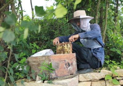 罗平：蜂蜜飘香生活甜